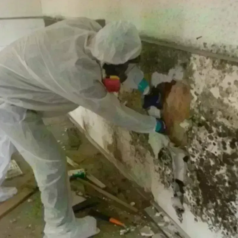 Mold Remediation and Removal in Hebron, ME